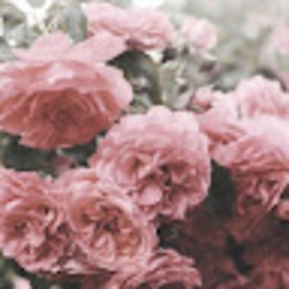 Meet your Posher, Cailyn